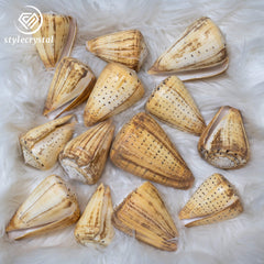 Natural Polished Corn Cone Shells đ - StyleCrystals