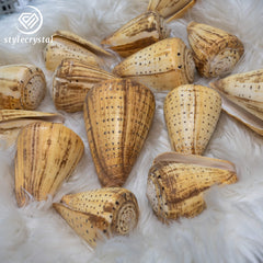 Natural Polished Corn Cone Shells đ - StyleCrystals