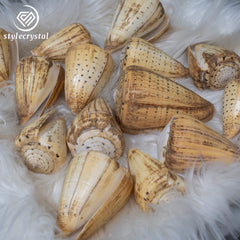 Natural Polished Corn Cone Shells đ - StyleCrystals