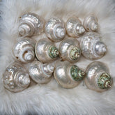 Natural Polished Pearl Moon Shells | Green Turbo Shells for Decoration & Healing - StyleCrystals