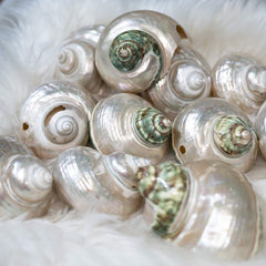 Natural Polished Pearl Moon Shells | Green Turbo Shells for Decoration & Healing - StyleCrystals