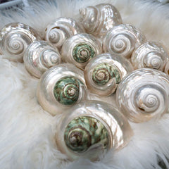 Natural Polished Pearl Moon Shells | Green Turbo Shells for Decoration & Healing - StyleCrystals
