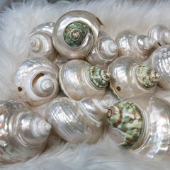 Natural Polished Pearl Moon Shells | Green Turbo Shells for Decoration & Healing - StyleCrystals